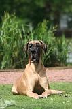 DOGUE ALLEMAND 850